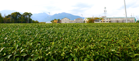 Virtue of Japanese Green Tea