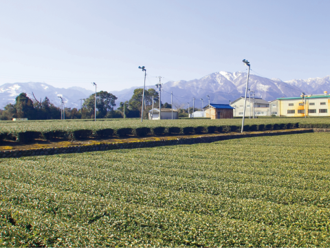 Suizawa, Mie prefecture, is good for Matcha making